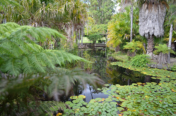 Mogo Water Garden Reflections