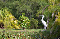 White Bird in Garden