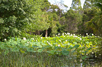 White Lotus Flower